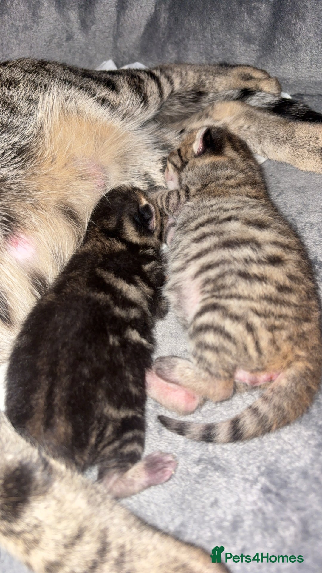 Domestic Shorthair cats for sale: 2x Tabby Cats (1x Male and 1x Female) - Image 7