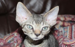 Devon Rex cats for sale: GCCF Devon Rex kittens - Image 2
