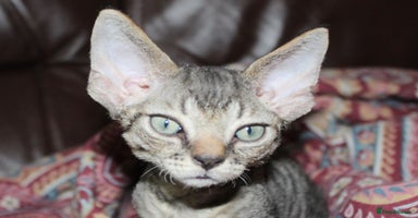 Devon Rex cats - Advert 10