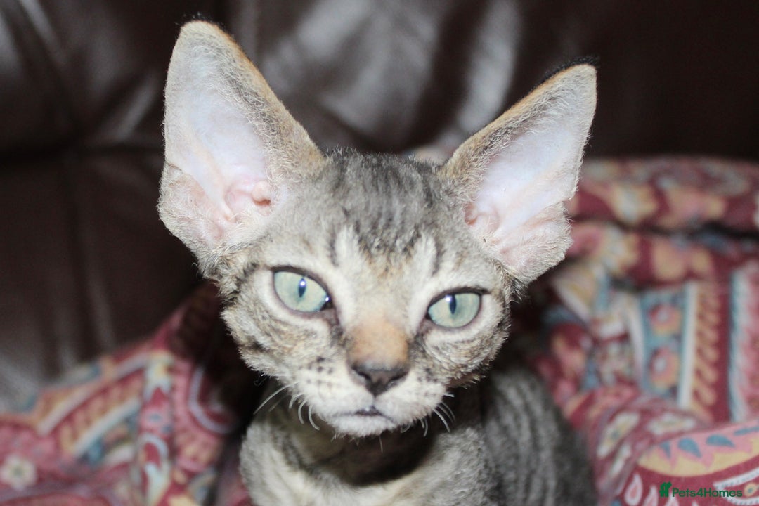 Devon Rex cats for sale: GCCF Devon Rex kittens - Image 2