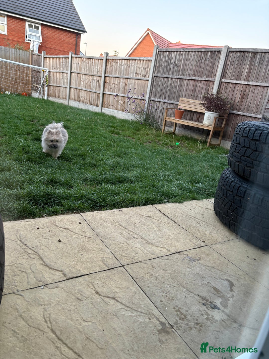 Mixed Breed dogs for sale: Penny the Pomeranian mix  - Image 10
