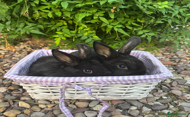 Mini Lop rabbits - Advert 11