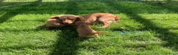 Cocker Spaniel dogs for sale: Cocker Spaniel puppies  - Advert 11