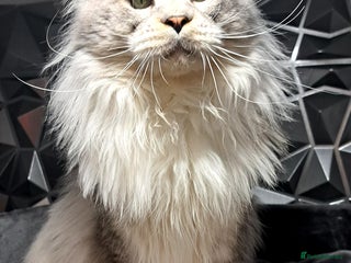 Maine Coon cats in London - Advert 1