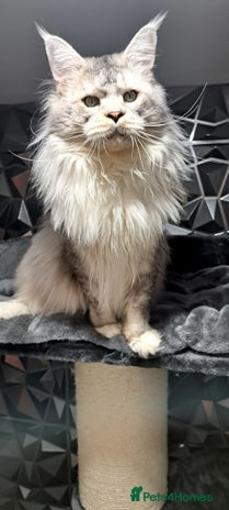 Maine Coon cats in London - Advert 10
