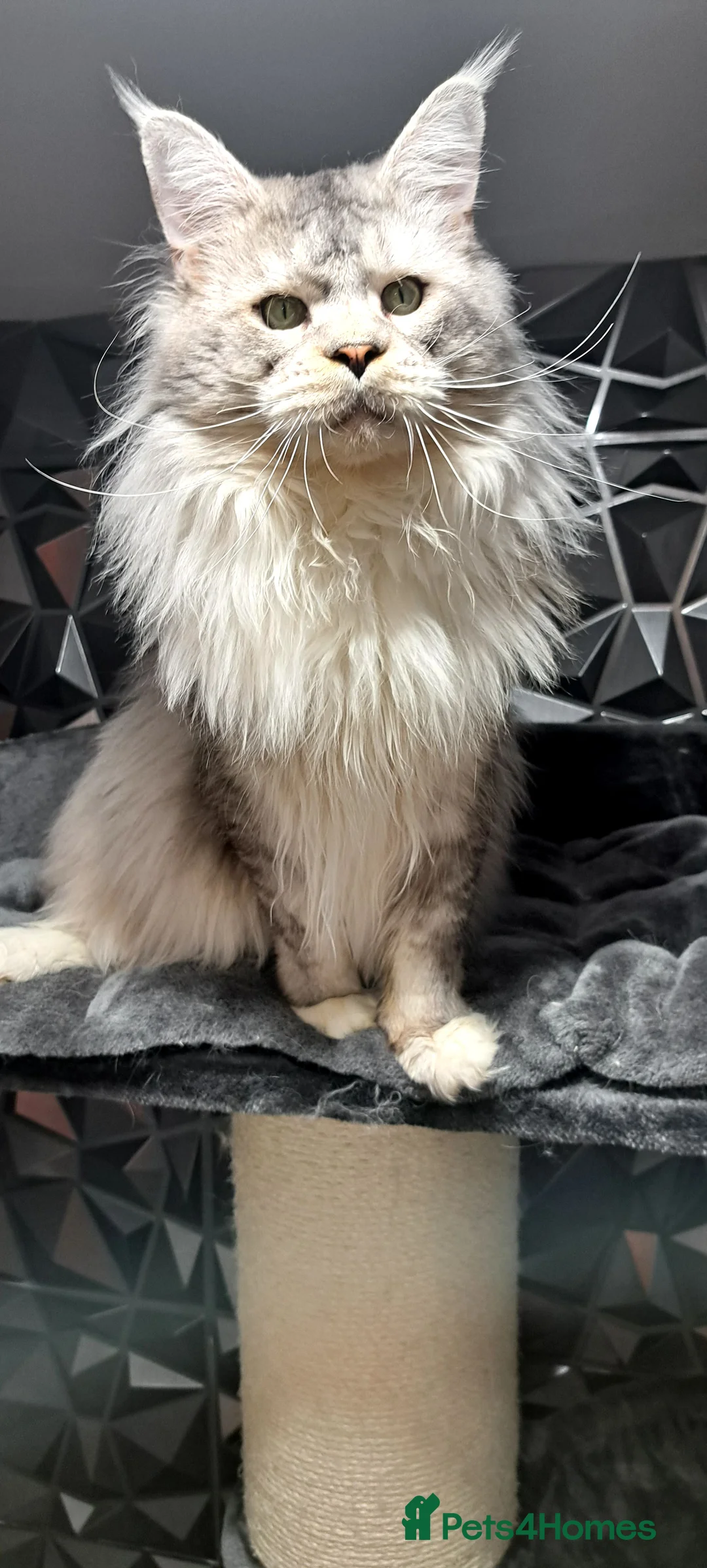 Maine Coon cats for stud: Maine coon boy for stud in London - Advert 6