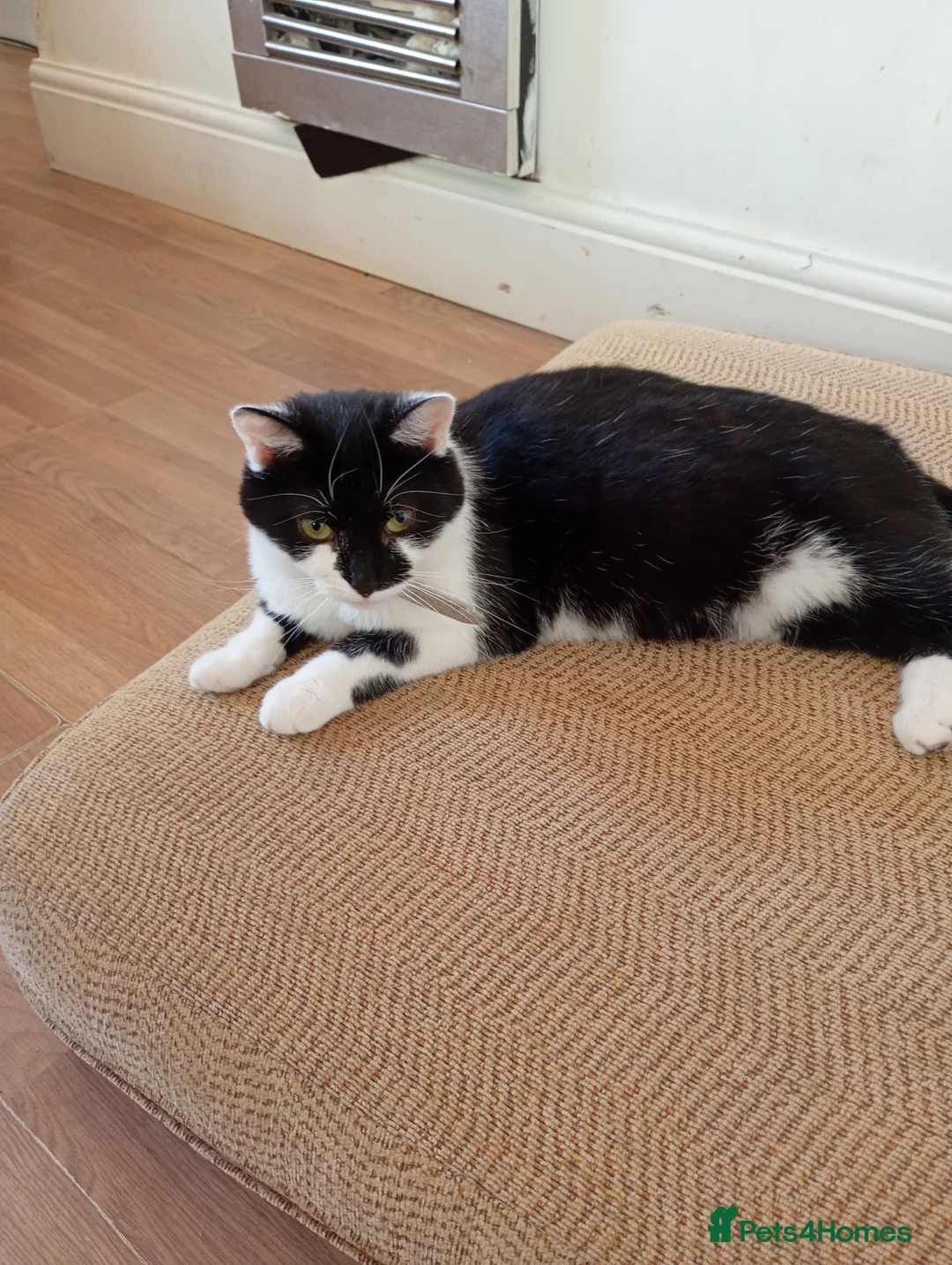 Mixed Breed cats for sale: 2 females pregnant - Advert 2