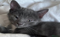 Mixed Breed cats for sale: Ragdoll, Russian blue & tuxedo kitten - Image 3