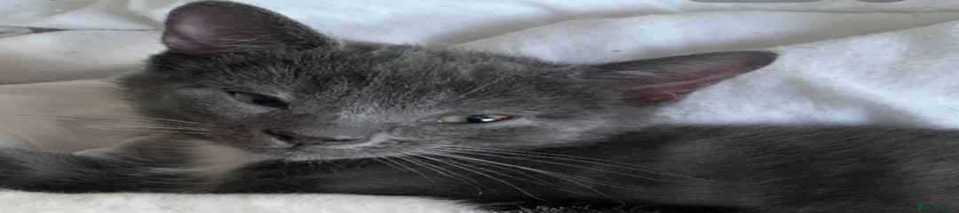Russian Blue