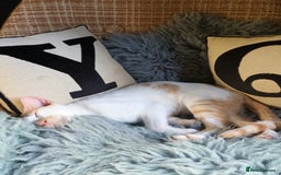 Mixed Breed cats for adoption: Sweet cuddly Carrot is a perfect family cat  - Image 2