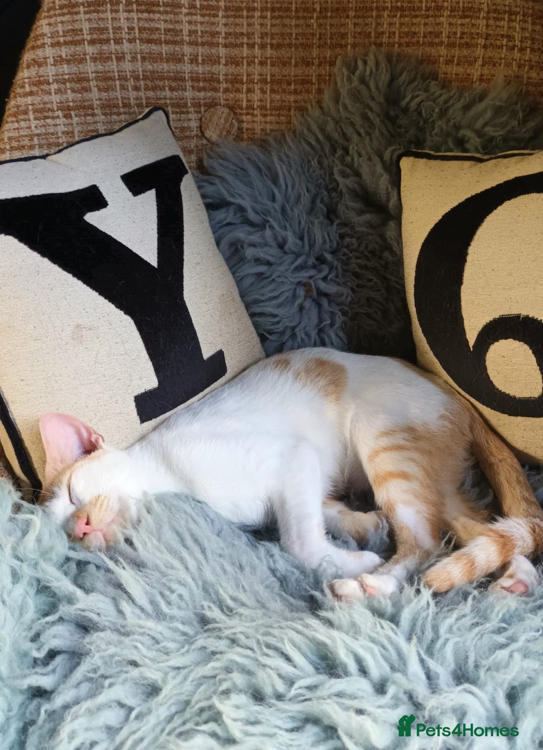 Mixed Breed cats for adoption: Sweet cuddly Carrot is a perfect family cat  - Image 2