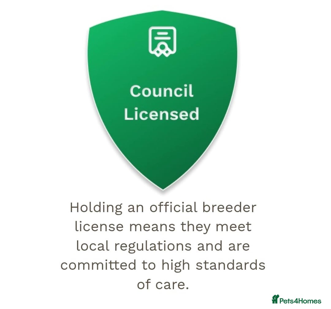 Miniature Dachshund dogs for sale: ⚜️Charming Little Puppies ⚜️ - Advert 6