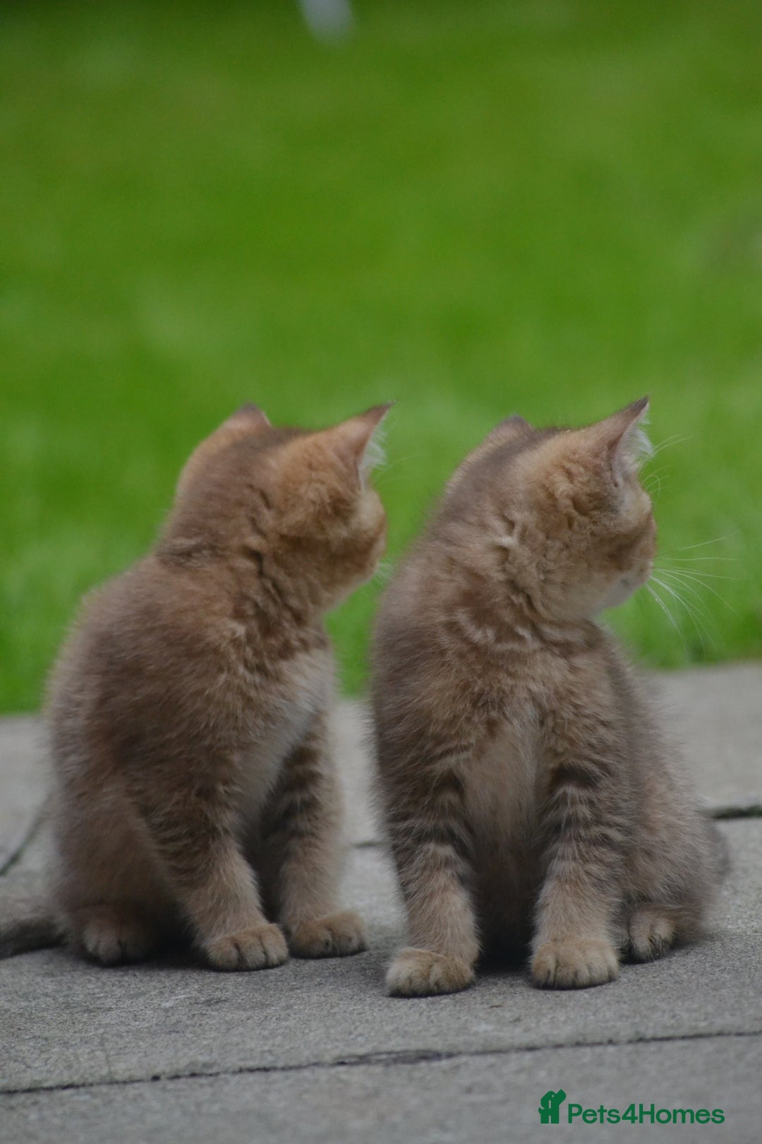 British Shorthair cats for sale: Last kitten left: TICA Golden Black Shaded BSH/BLH - Image 20