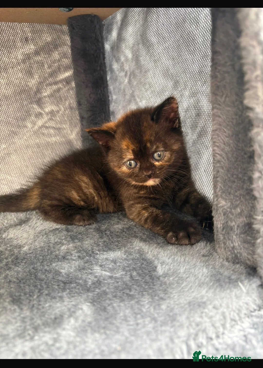 British Shorthair cats for sale: Stunning British Short Hair kittens  in Leyland - Advert 7