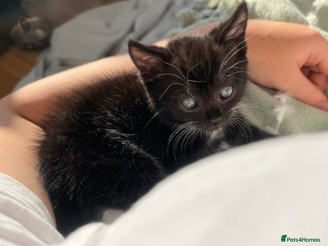 Domestic Shorthair cats for sale: male kitten  - Image 1