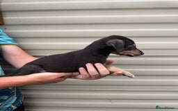 Mixed Breed dogs for sale: Beautiful puppies for sale!!!  - Image 8