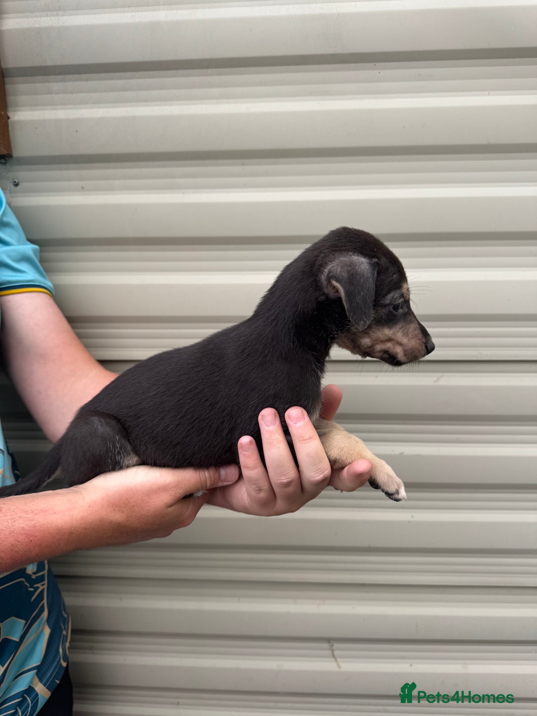 Mixed Breed dogs for sale: Beautiful puppies for sale!!!  - Image 8