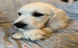 Golden Retriever dogs for sale: Last girl remaining  in Doncaster - Image 24