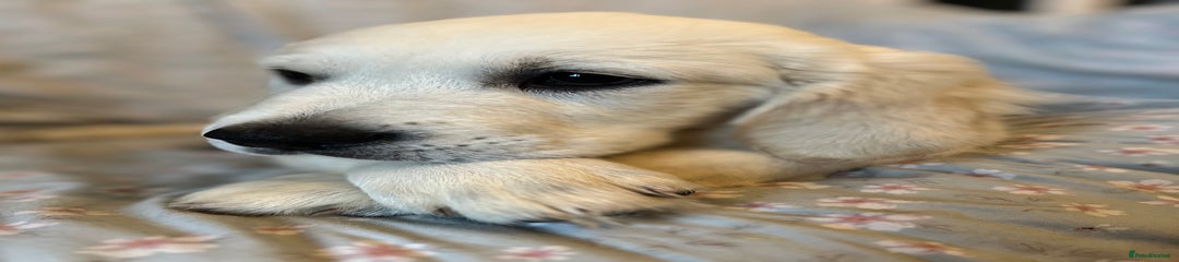Golden Retriever Puppy 2