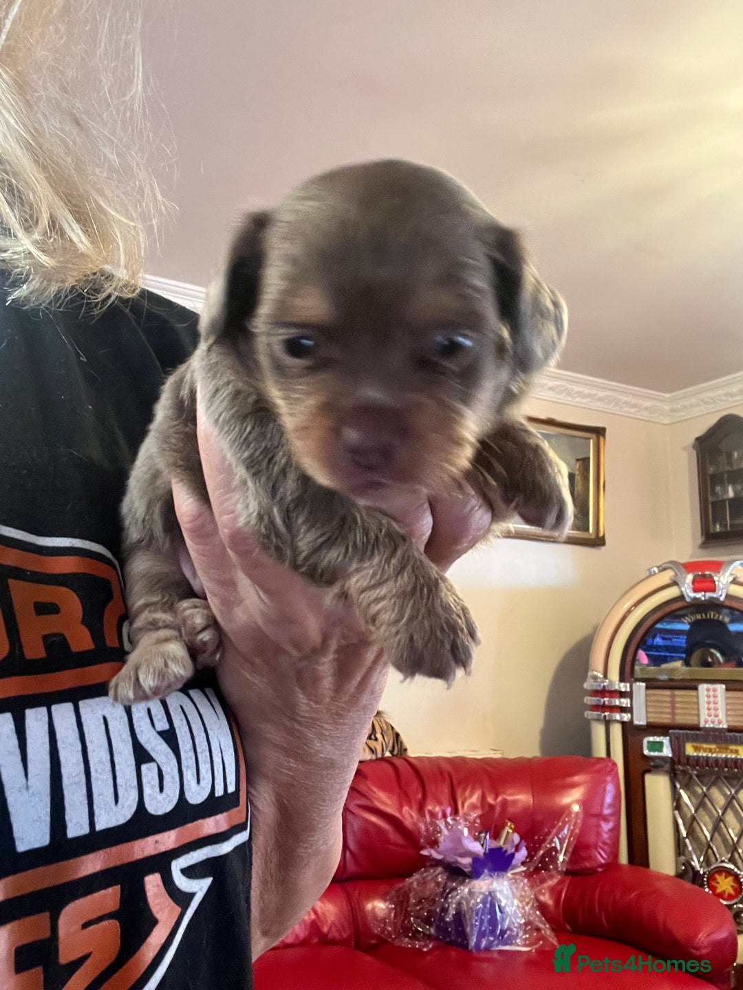 Miniature Dachshund dogs for sale: Stunning full pedigree Miniature Dachshunds  - Image 22