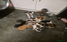 Mixed Breed cats for sale: Gorgeous kittens long and short haired - Image 10