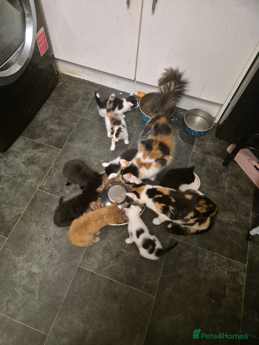 Mixed Breed cats for sale: Gorgeous kittens long and short haired - Image 10