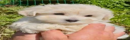 Maltipoo dogs for sale: Stunning Teddy Bear Toy Maltipoo Puppies  - Advert 35