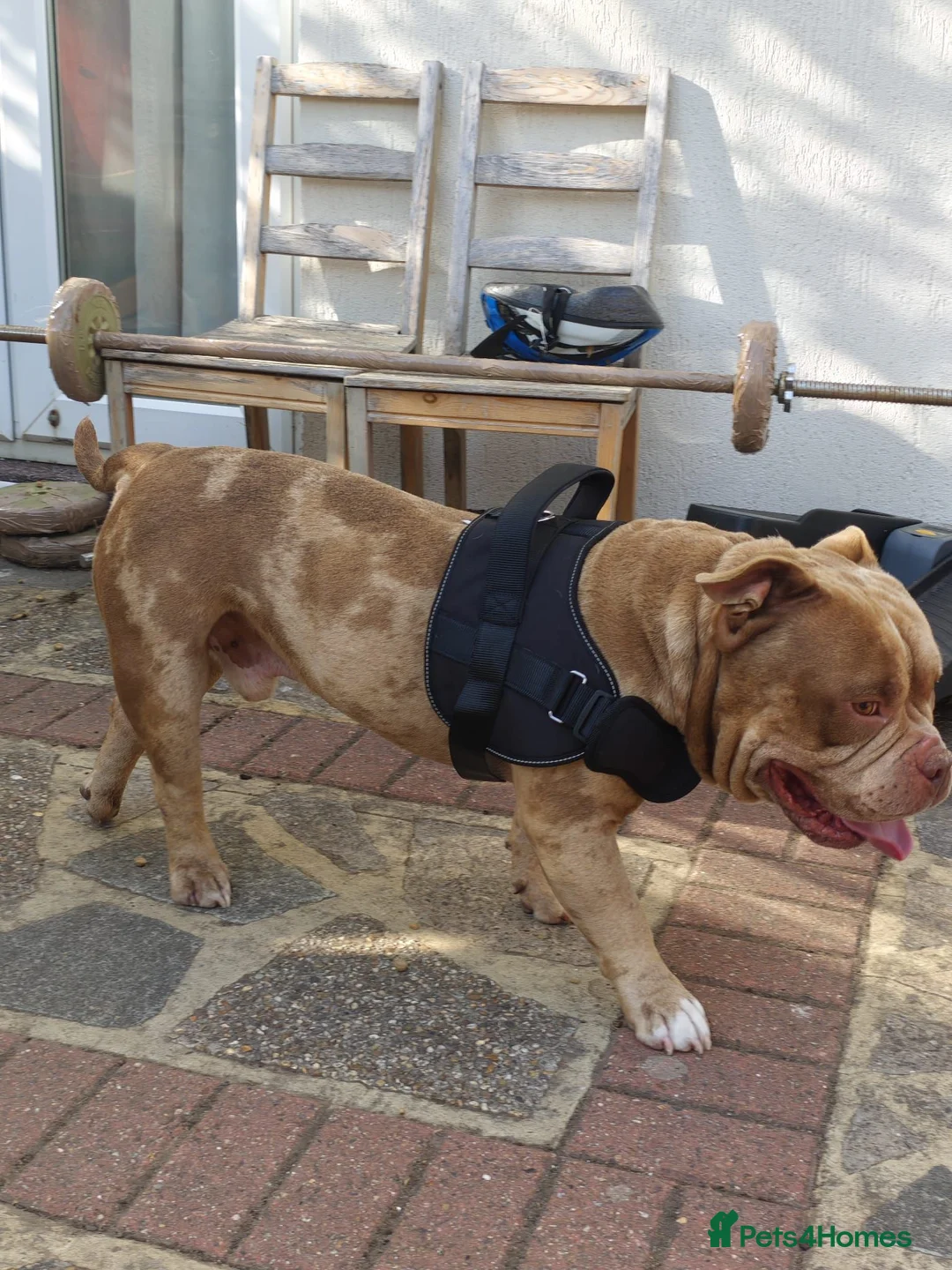 American Bully dogs for sale: Urgently looking for the best family! - Advert 2