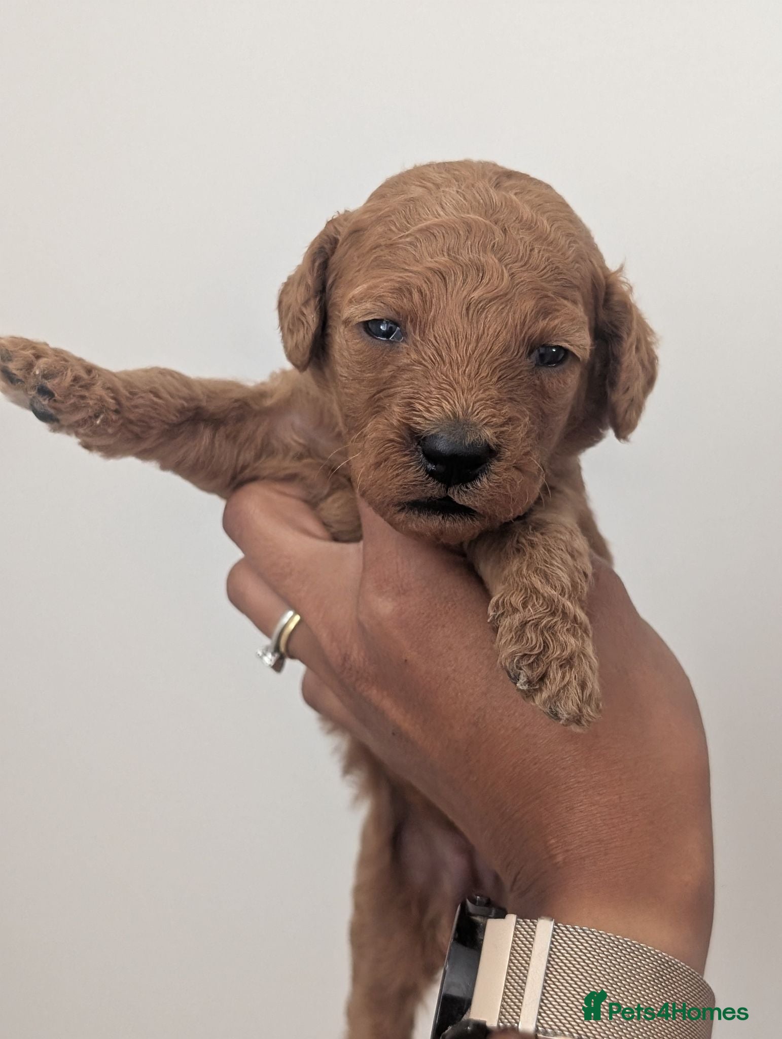 Mini Goldendoodle dogs Last Female - F1BB Miniature Goldendoodle puppies  - Advert 7