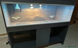 Bearded Dragon reptiles for sale:  Female Bearded dragon and full vivarium set up. - Image 3