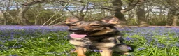 German Shepherd dogs for sale: GERMAN SHEPARD  - Advert 1