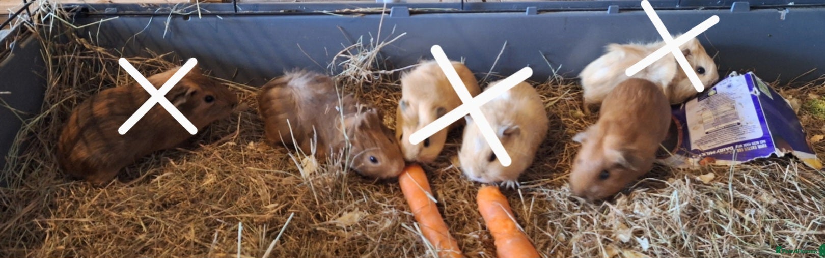 Guinea Pig rodents Beautiful baby Guinea pigs  - Advert 16