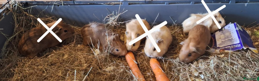 Guinea Pig rodents for sale: Beautiful baby Guinea pigs  - Advert 1