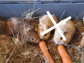 Guinea Pig rodents Beautiful baby Guinea pigs - Advert 2