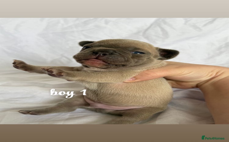 French Bulldog dogs - Advert 1