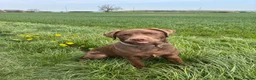 Labrador Retriever dogs for sale: Chocolate Labrador  - Advert 11