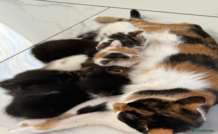 Domestic Shorthair cats - Advert 1