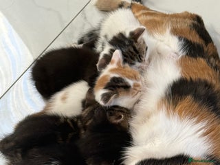 Domestic Shorthair cats - Advert 32