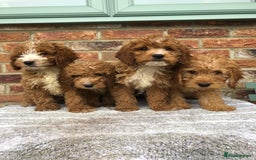 Cockapoo dogs for sale: Stunning red cocapoo, Puppy - Image 9