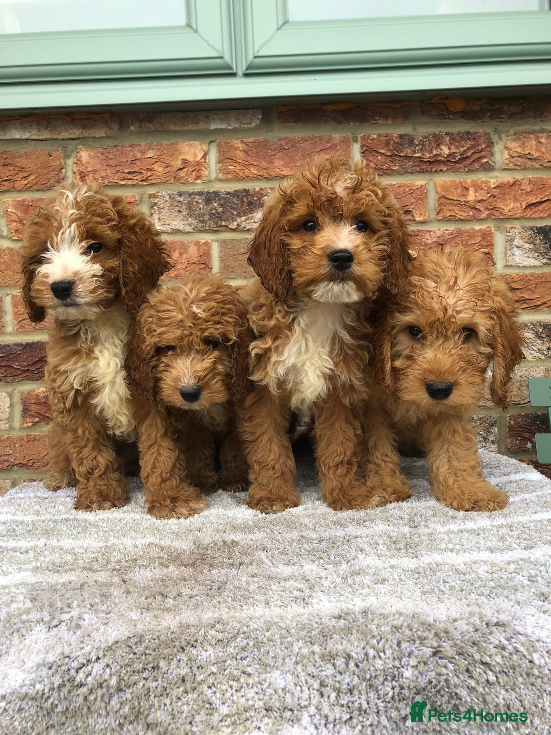 Cockapoo dogs for sale: Stunning red cocapoo, Puppy - Image 9