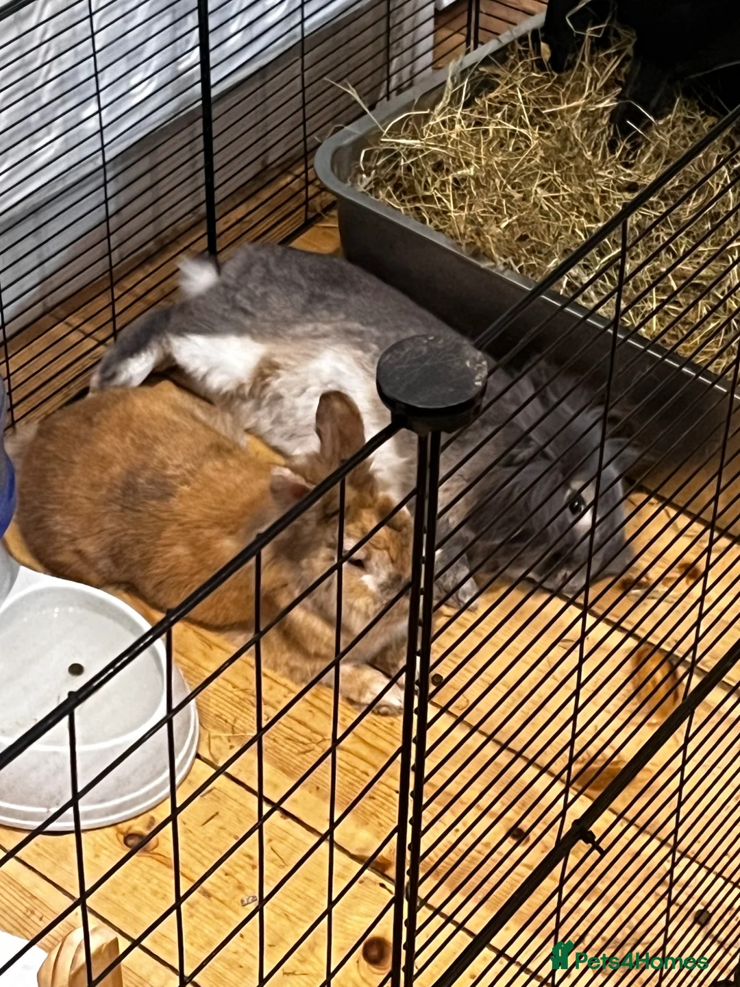 Mixed Breed rabbits for sale: Bonded pair of 4yo MF house rabbits - Advert 2