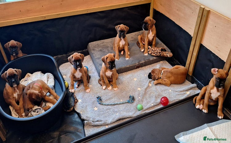Boxer dogs - Advert 6