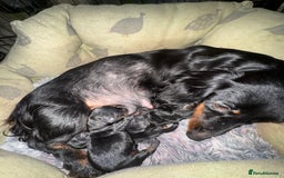 Miniature Dachshund dogs for sale: One boy left  - Image 3