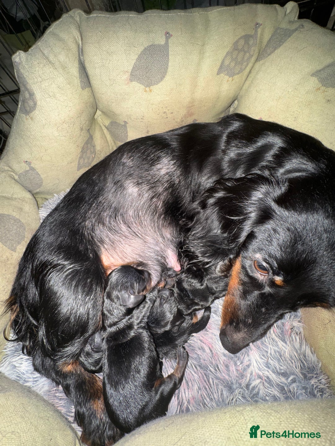 Miniature Dachshund dogs for sale: One boy left  - Image 3
