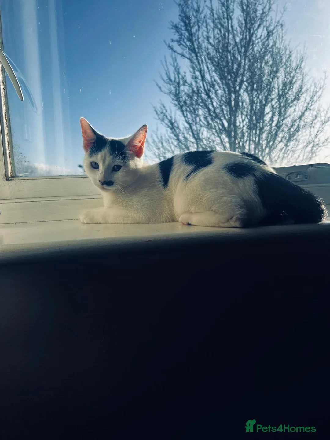 British Shorthair cats for sale: Sweet kitten urgently looking for home - Advert 2