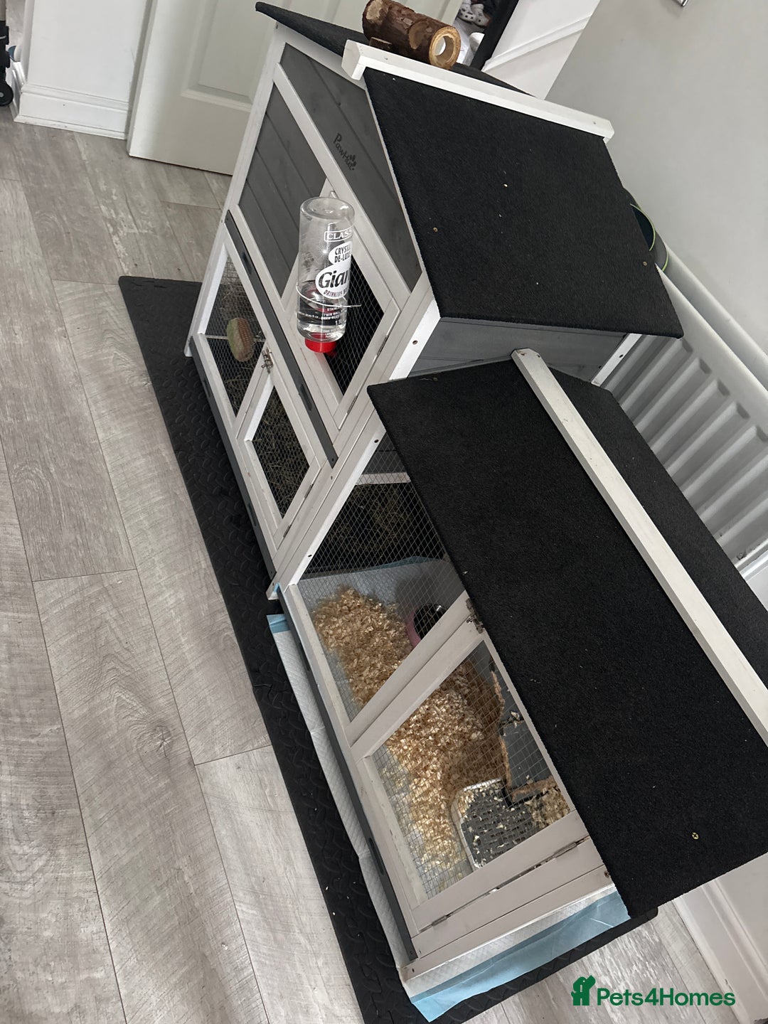 Mixed Breed rabbits for sale: Rabbit To Be Rehome - Advert 3