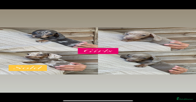 Miniature Dachshund dogs - Advert 9