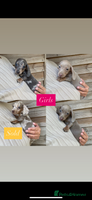 Miniature Dachshund dogs - Advert 2