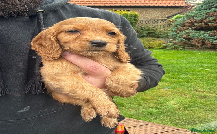 Cocker Spaniel dogs - Advert 16