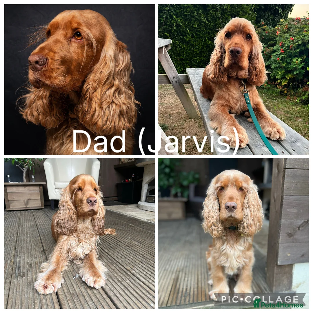 Cocker Spaniel dogs for sale: Stunning Show-Type Cocker Spaniel Puppies - Advert 16